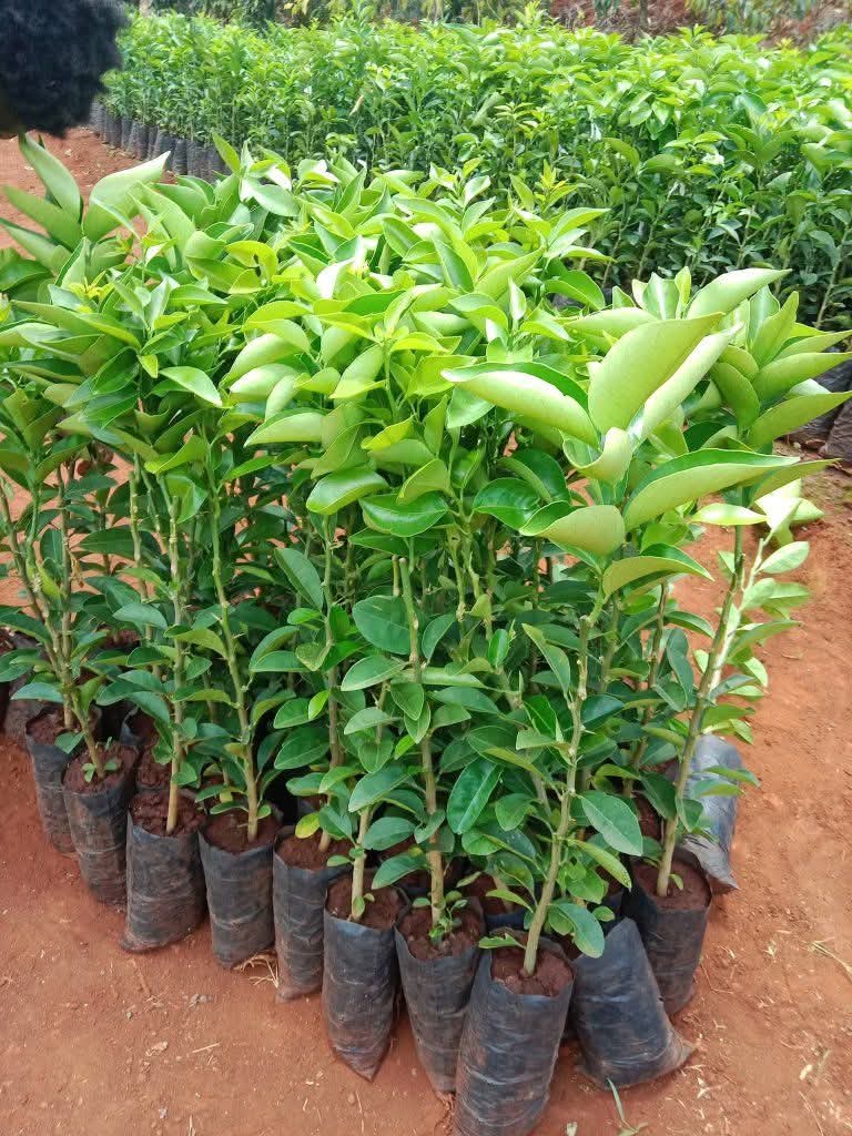citrus seedlings