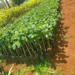 grafted ruiru 11 coffee seedlings