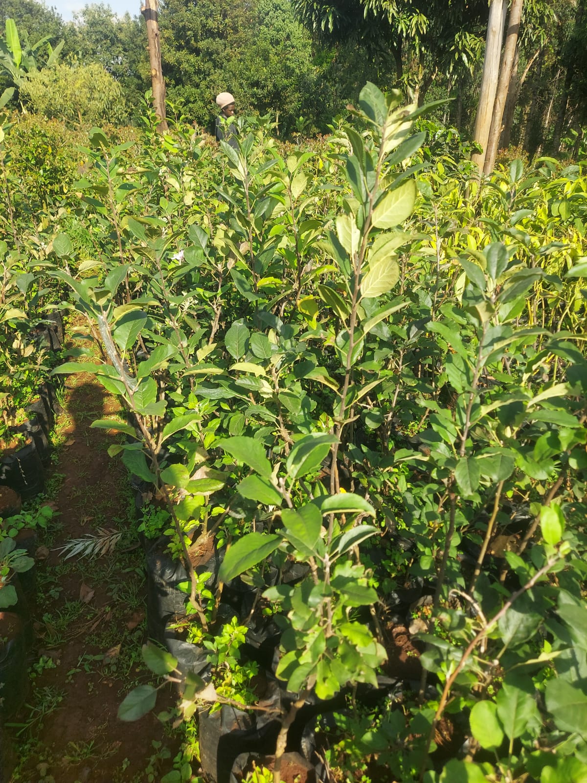 whatsapp image 2026 03 09 at 09.33.42